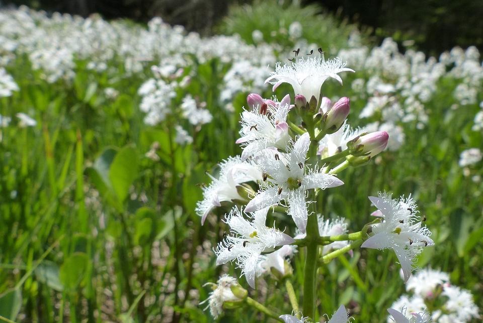 Menyanthes trifoliata white plant