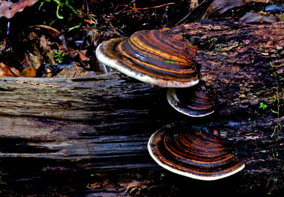 Bracket Fungi.(Basidiomycotina)
