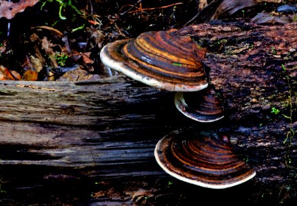 Bracket Fungi.(Basidiomycotina)