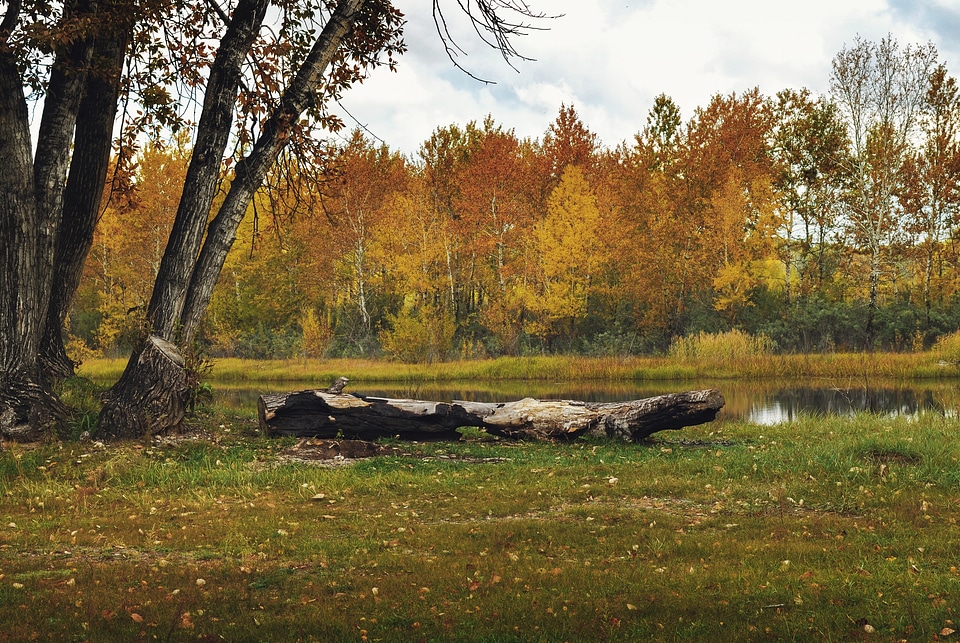 Park lake gold