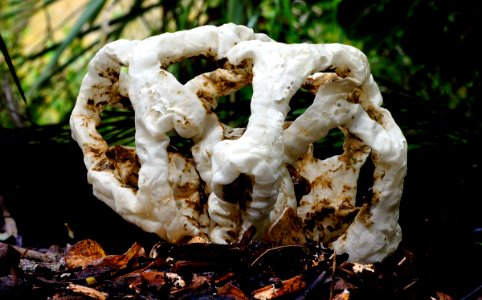 Basket Fungi. photo