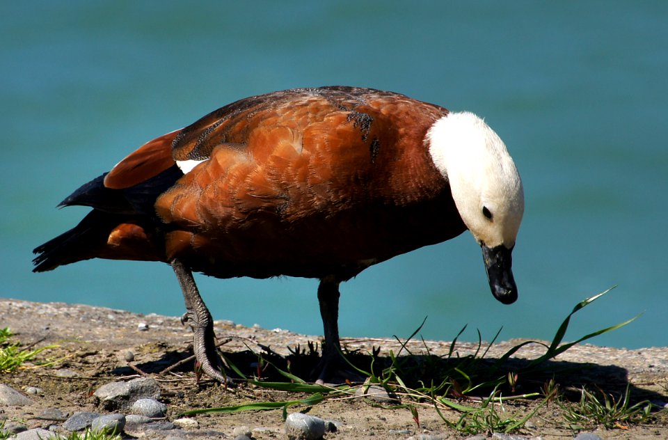 Paradise duck. female.(Tadorna tadorna)