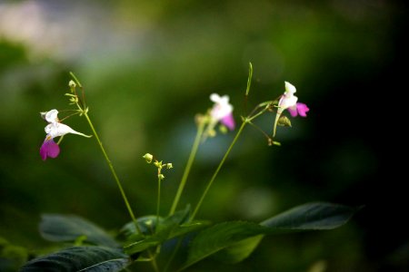 Délicates petites fleurs des berges du Gardon. photo