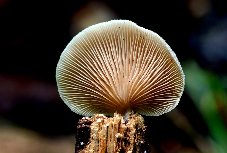 Crepidotus versutus