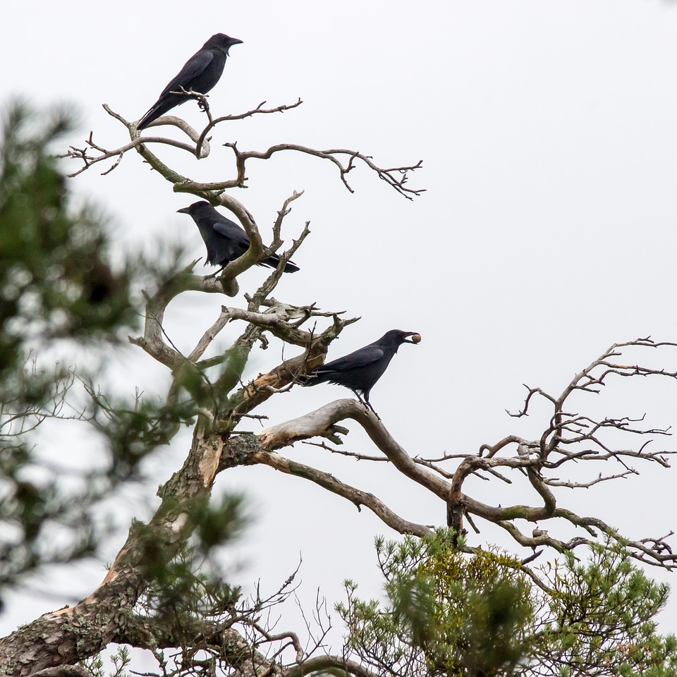 Black raven bird kahl photo