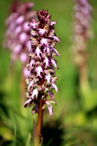 Les premières orchidées