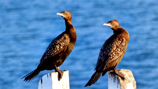 Little black cormorant (Phalacrocorax sulcirostris) photo