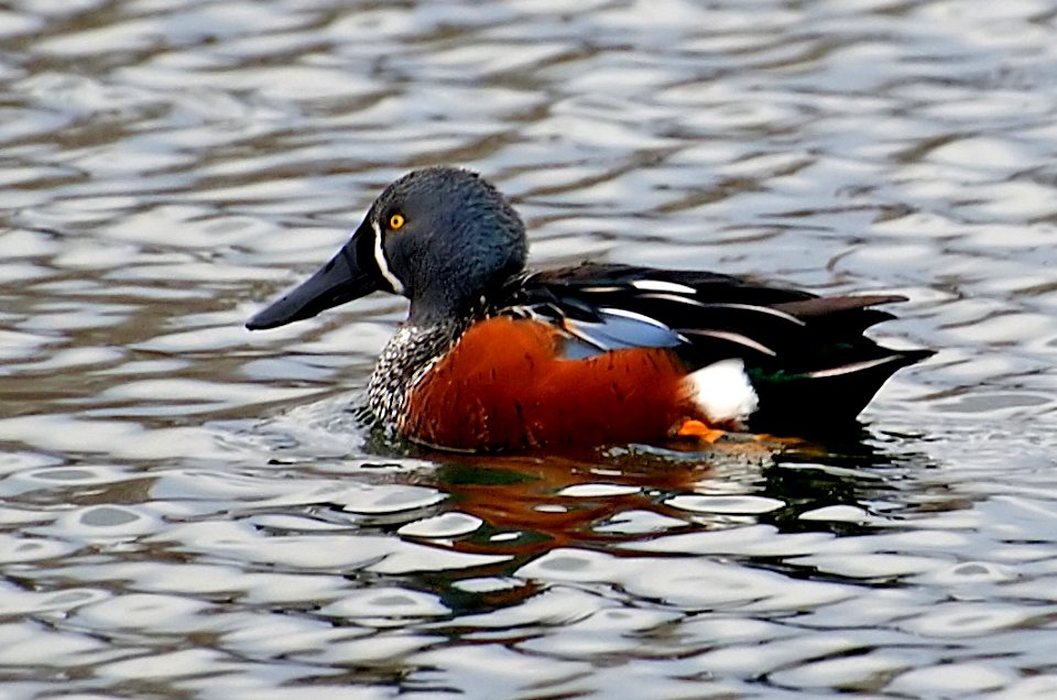 New Zealand Shoveler