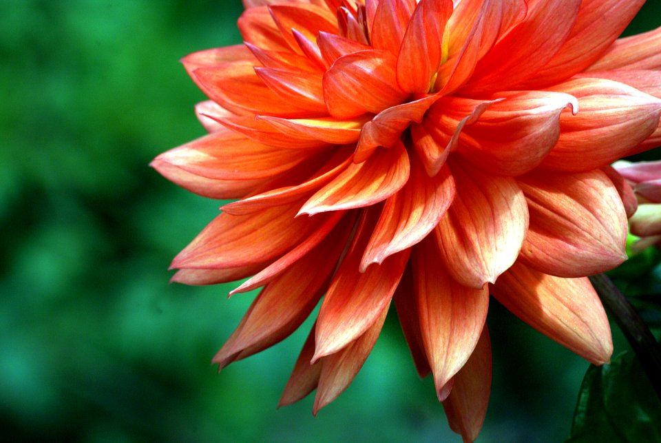 Orange Ruby.Dahlia.