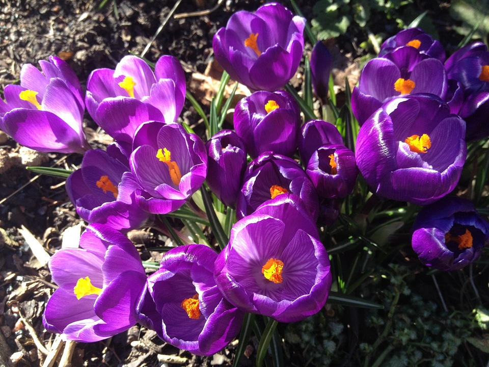 Purple bloom blossom