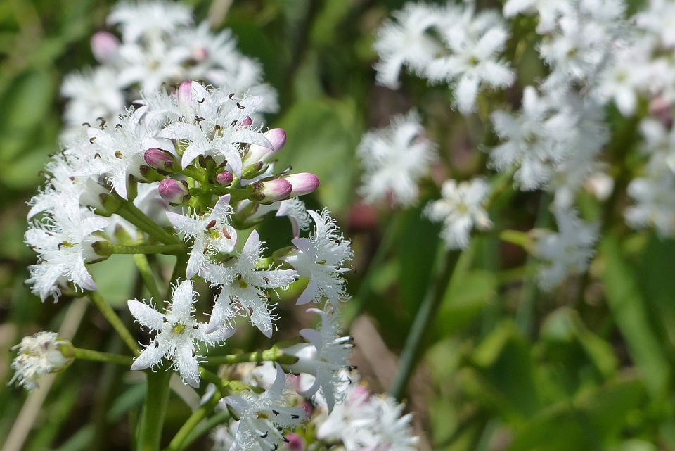 Menyanthes trifoliata white plant