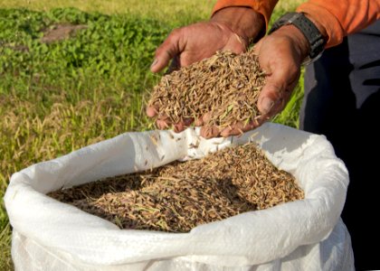 Codevasf investe em irrigação