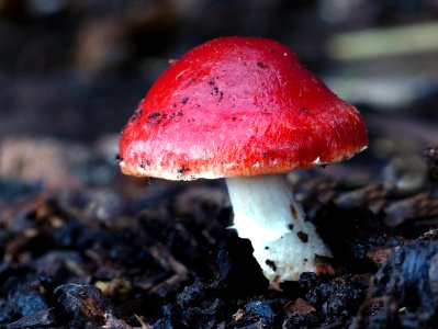 Leratiomyces ceres (Redlead Roundhead) photo