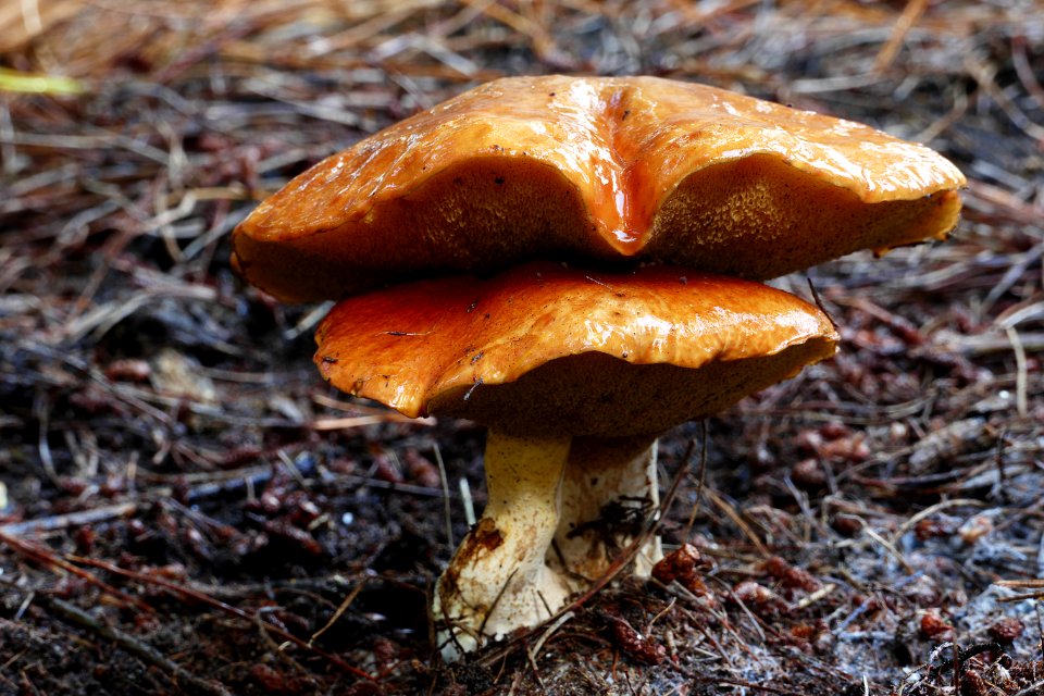 Bolete fungi. (Suillus bovinus)