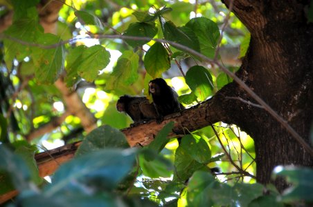 Codevasf investe na preservação do Bioma Caatinga