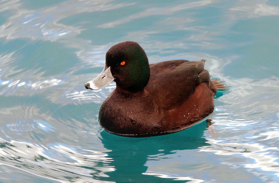 New Zealand Scaup.(Aythya novaeseelandiae)