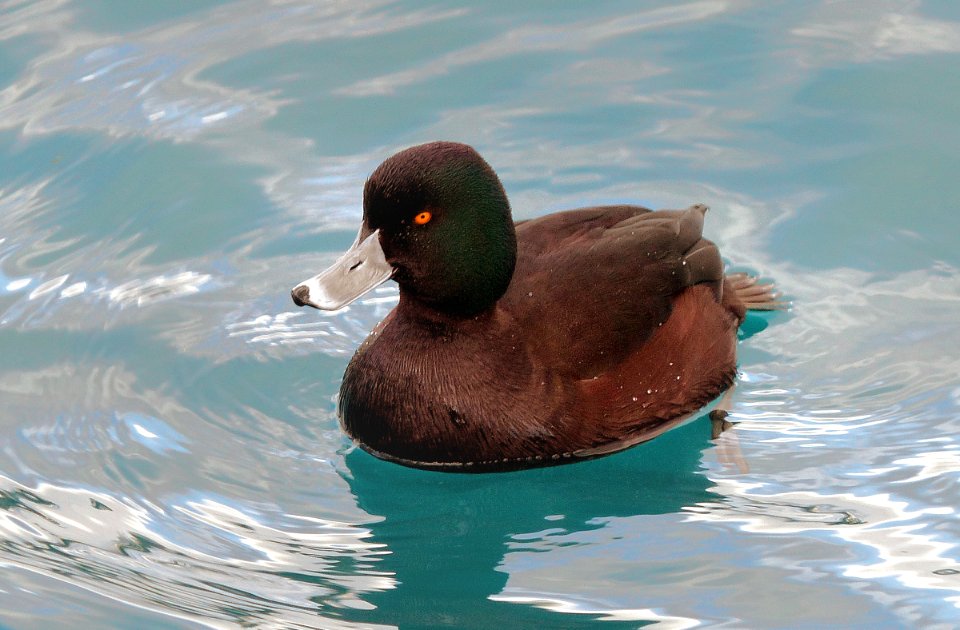 New Zealand Scaup.(Aythya novaeseelandiae) photo