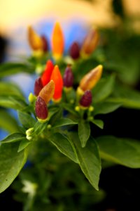 Les petits piments à oiseaux photo