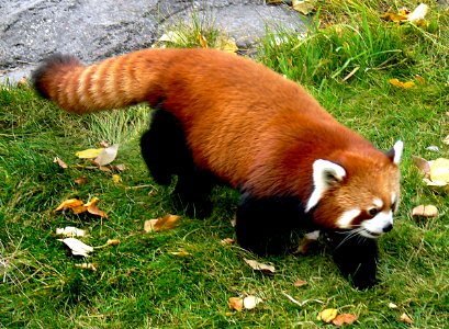 Red panda photo