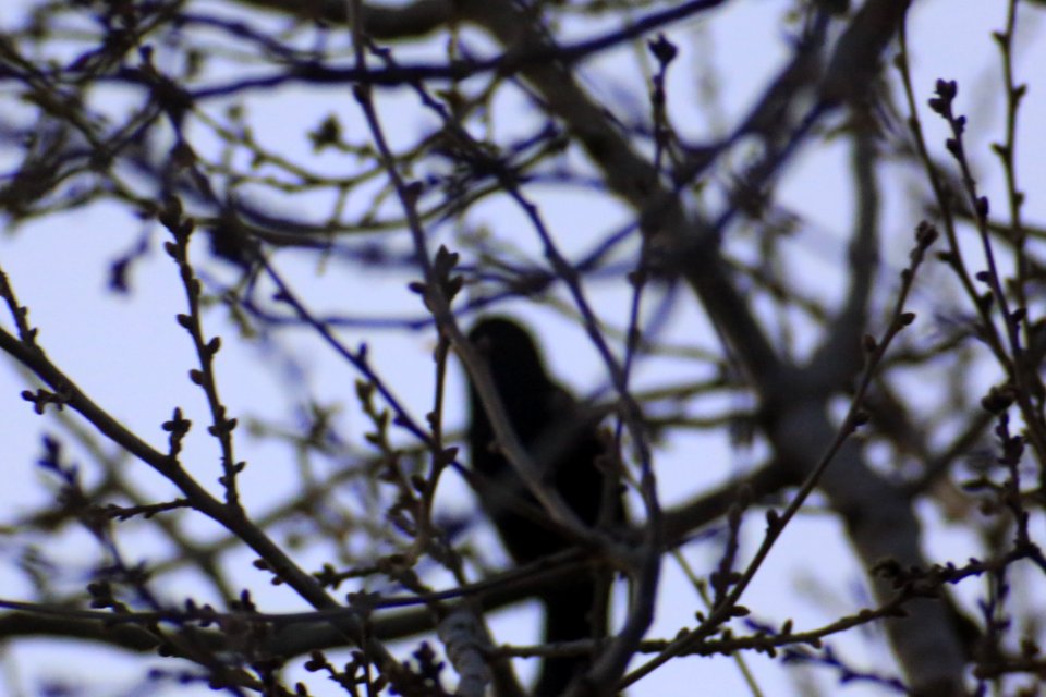 IMG 4235