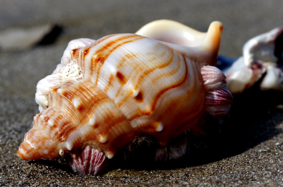 ostrich foot snail. (Struthiolaria papulosa)