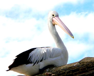 House sitting pelican. (Pelecanus conspicillatus) photo