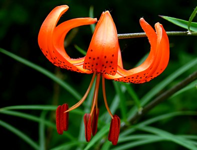 Tiger Lily.