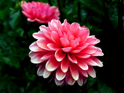 Terracotta Dahlia. photo