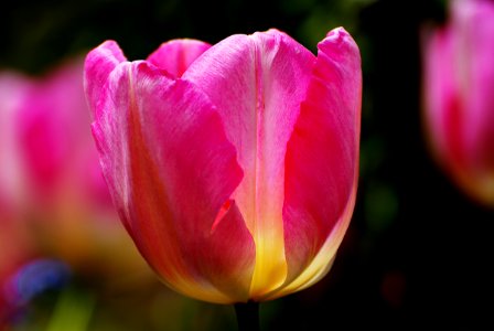 Tulips (3) photo