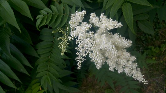 Tavolníkovec jeřábolistý (Sorbaria sorbifolia)