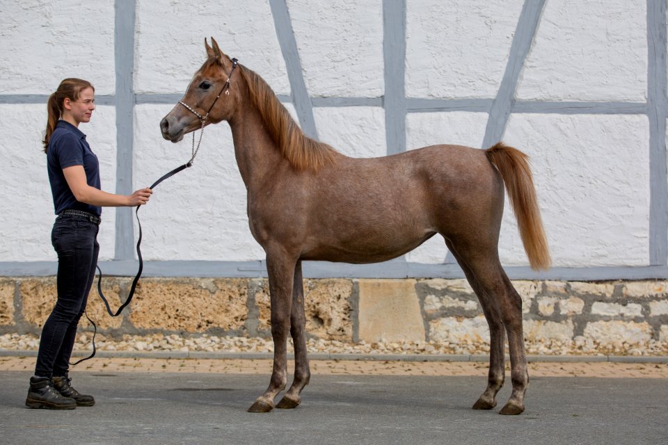 WM Daliah OS182287
