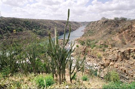 Codevasf investe na preservação do Bioma Caatinga