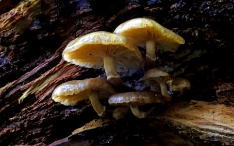 Honey Mushroom (Armillaria novae-zelandiae) photo