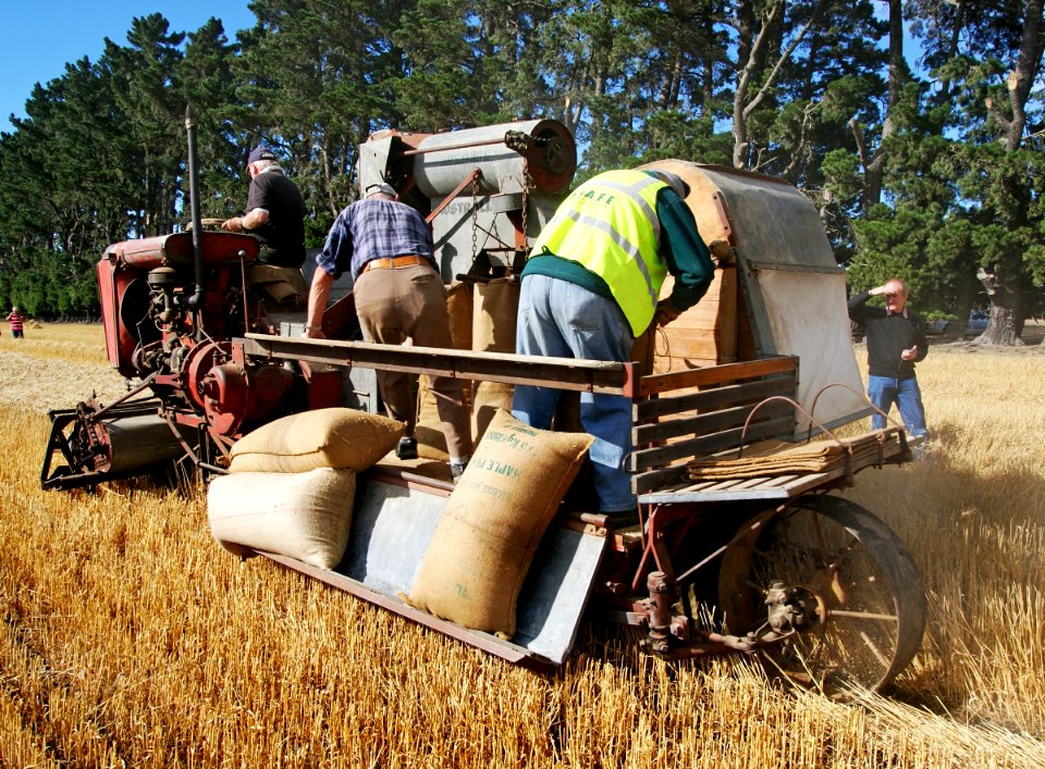 Harvest time New Zealand.