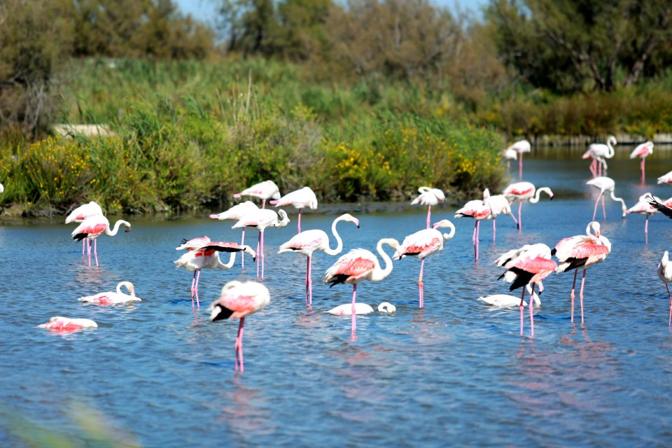 Une journée en Camargue