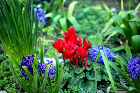 Un petit parterre de vives couleurs photo