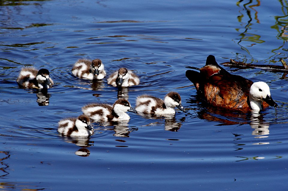 Paradise Duck with young.