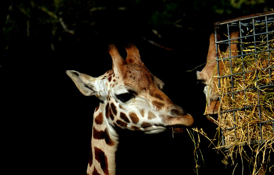 Feeding time Orana Park.Christchurch. NZ