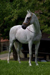 Nastaran04072014-632 -1
