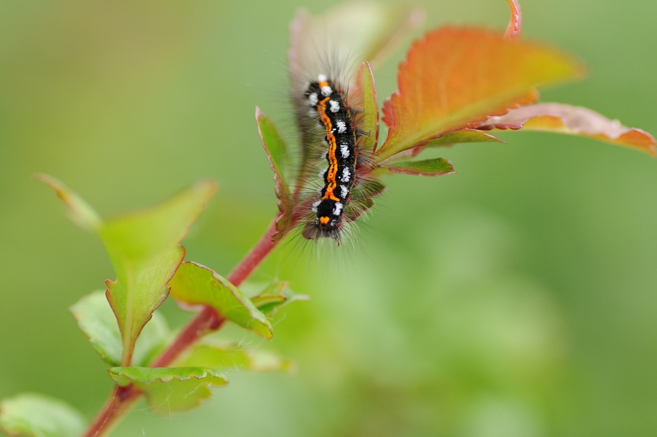 Insect stage of development thick caterpillar