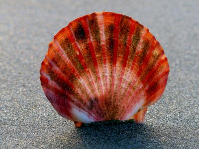 Scallop shell. photo