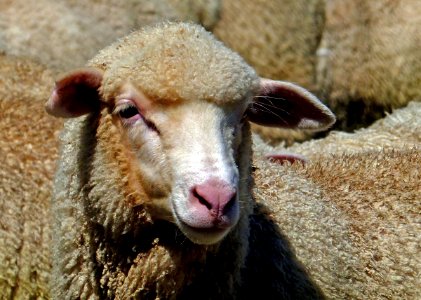 Merino lamb. photo