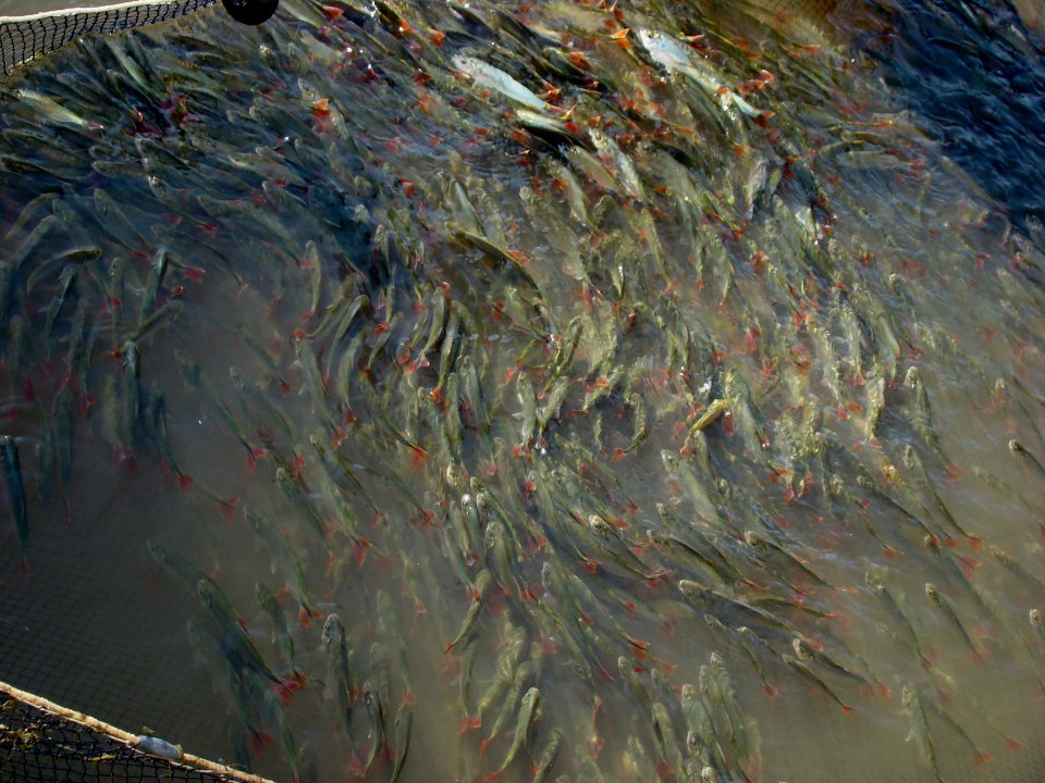 Peixamentos da Codevasf