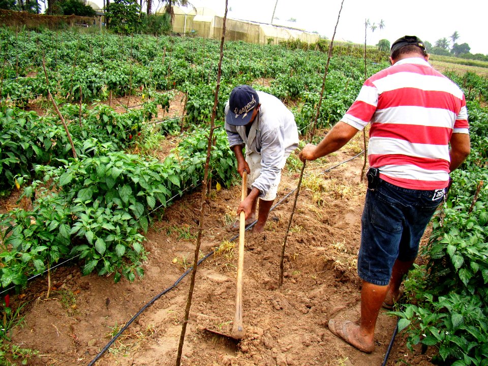 Produção familiar com uso de sistemas simplificados de irrigação é alternativa para o semiárido