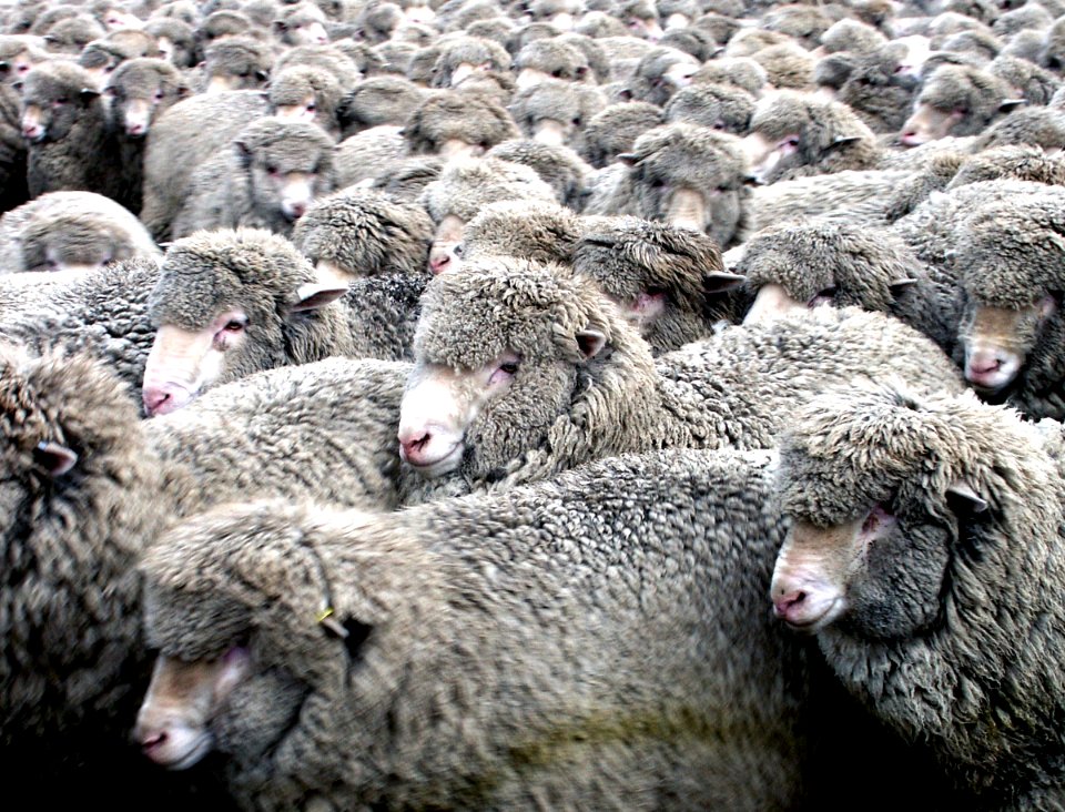 Merino ewes.