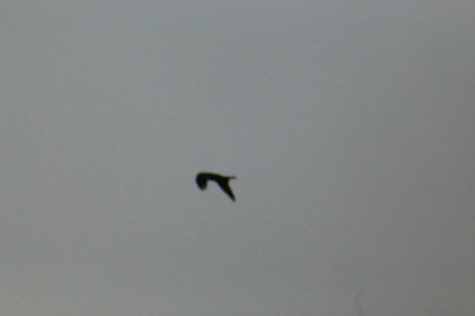 IMG 4371