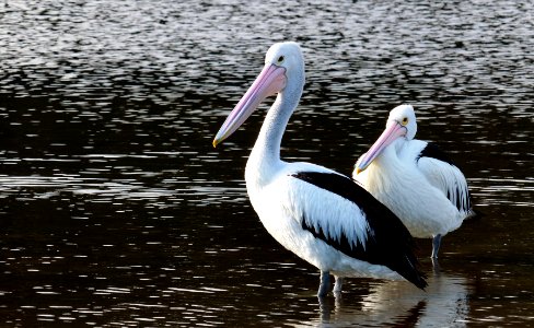The Australian pelican.