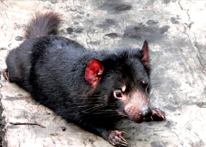 Tasmanian devil photo