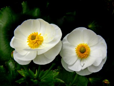 Mount Cook Lilies (7) photo