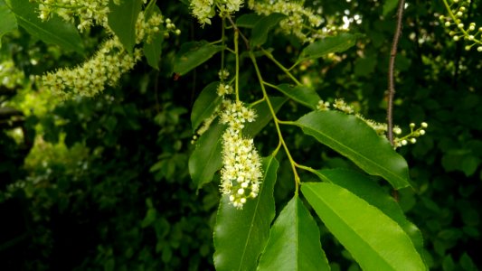 Střemcha pozdní (Prunus serotina)